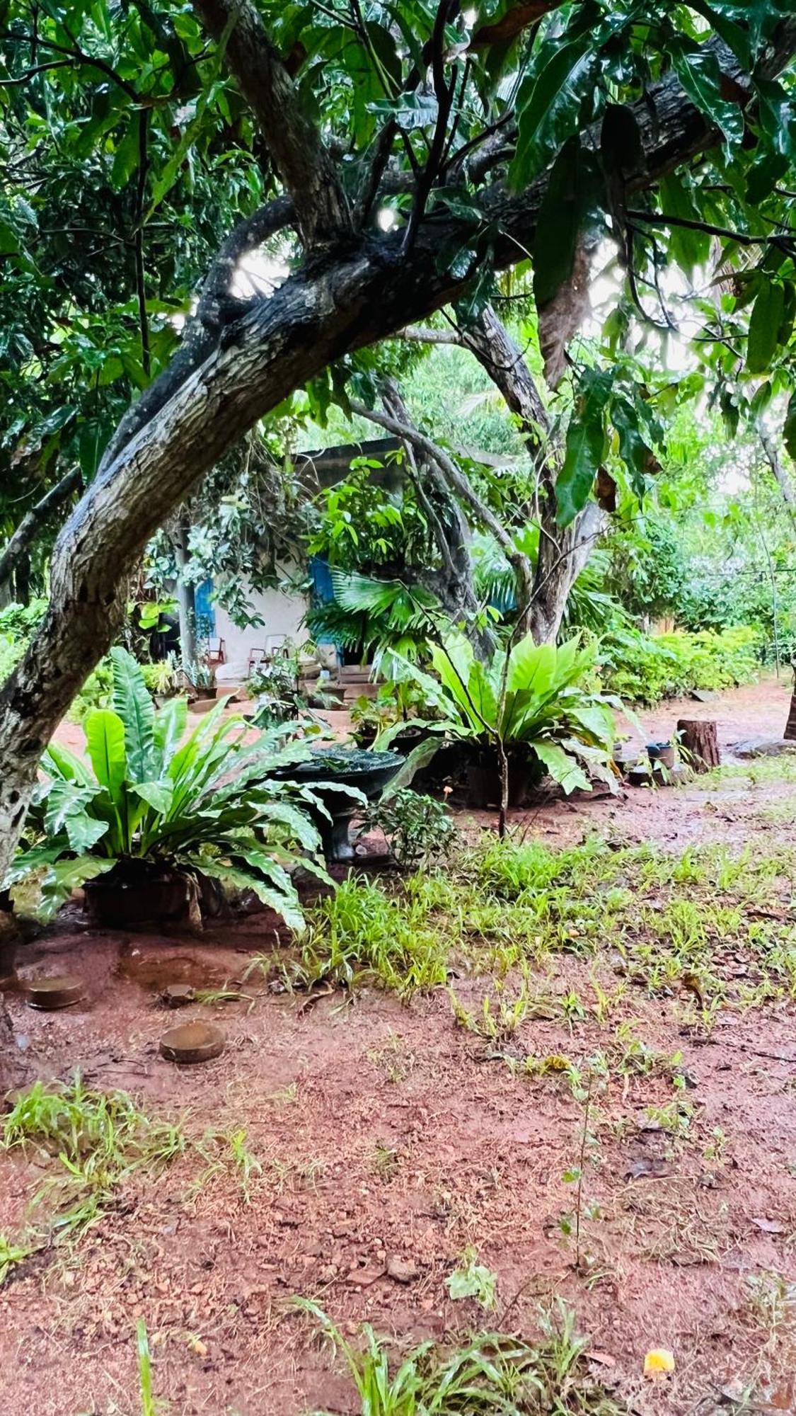 Kataragama Homestay エクステリア 写真